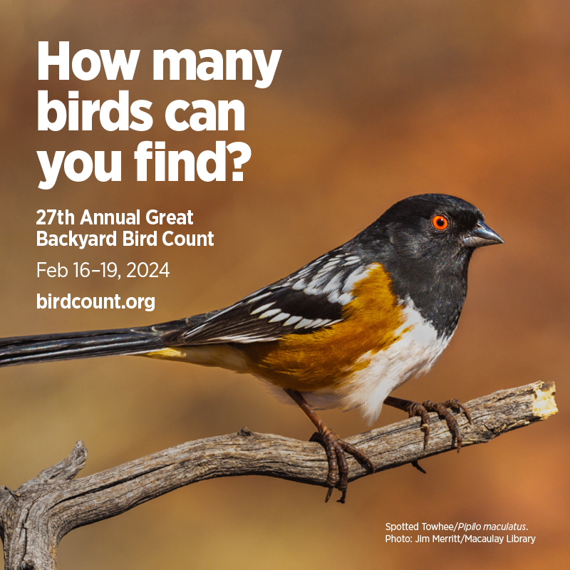 Social Media Great Backyard Bird Count