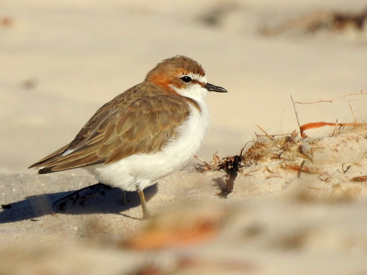 A small shorebird with a short bill stands on a sand dune.