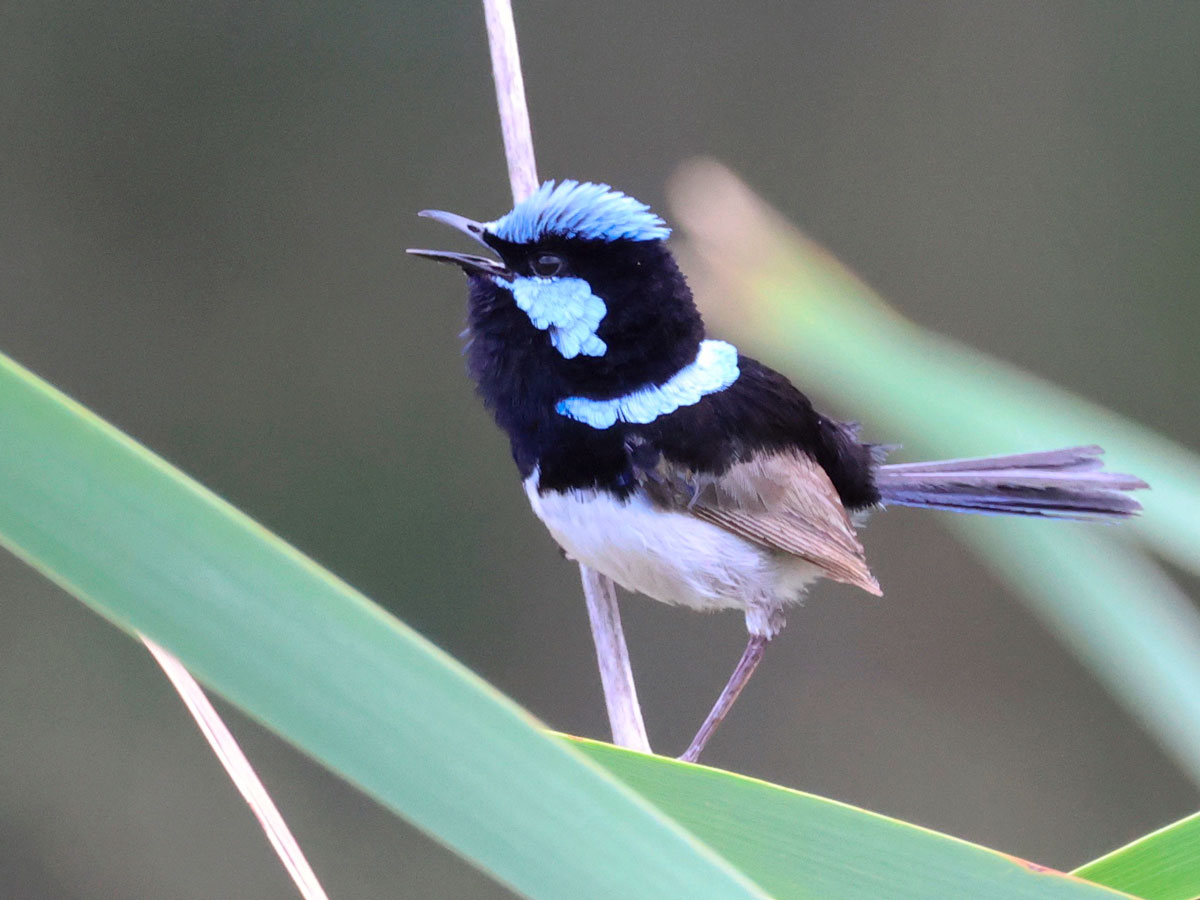 A small bird with a brilliant blue face and crown opens its bill to sing.