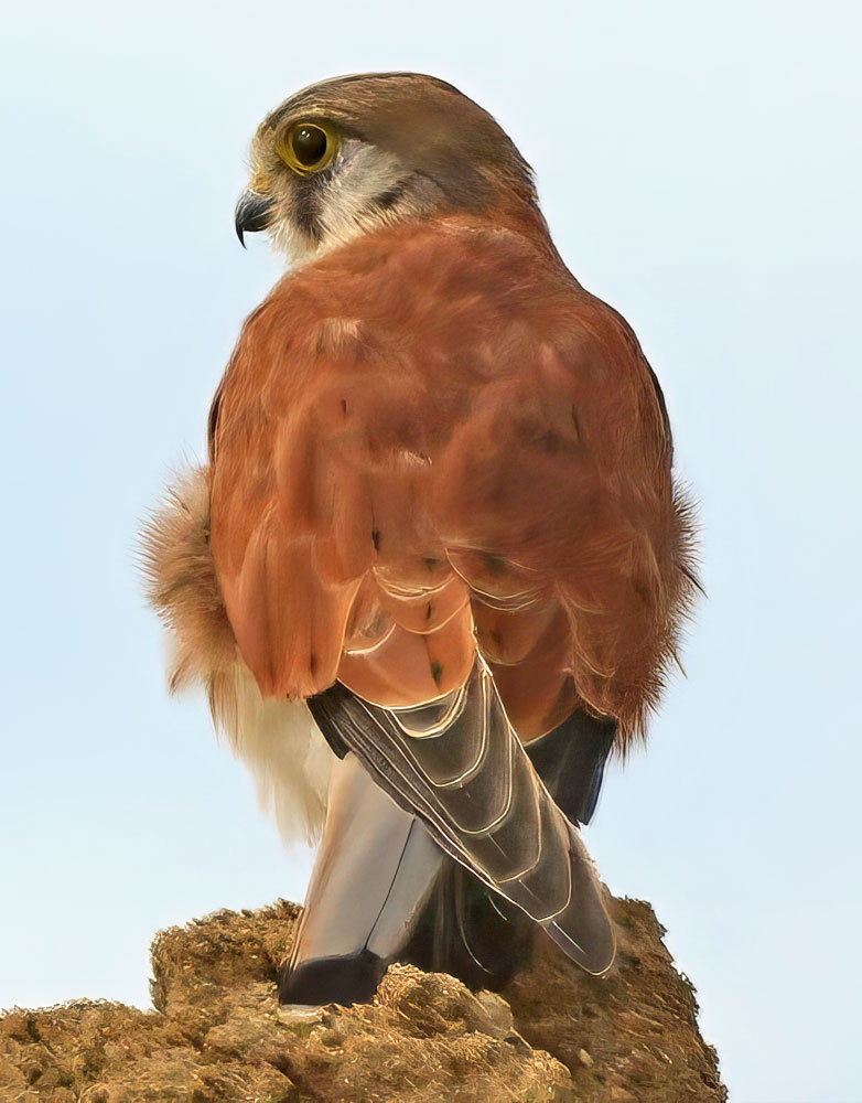 A small reddish-brown falcon sits with its back to the camera.