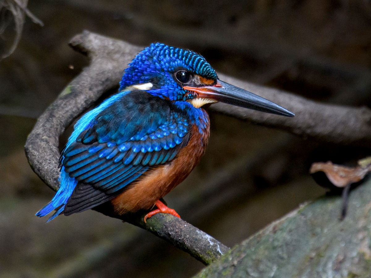 A tiny, vividly blue kingfisher perches in a dark forest. 