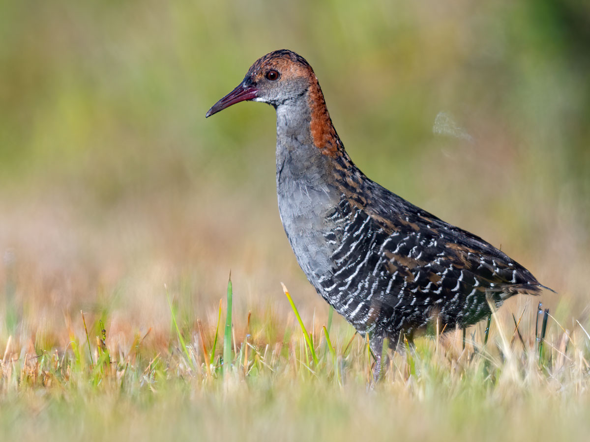 A gray and black rail with a brown head and neck stands in short grass.