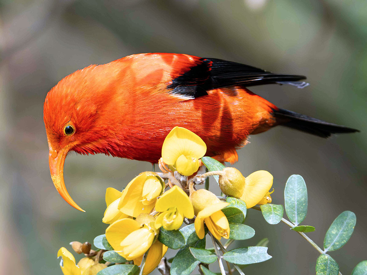 a bright red bird with black wings and a long, curved beak feeds on yellow flowers.
