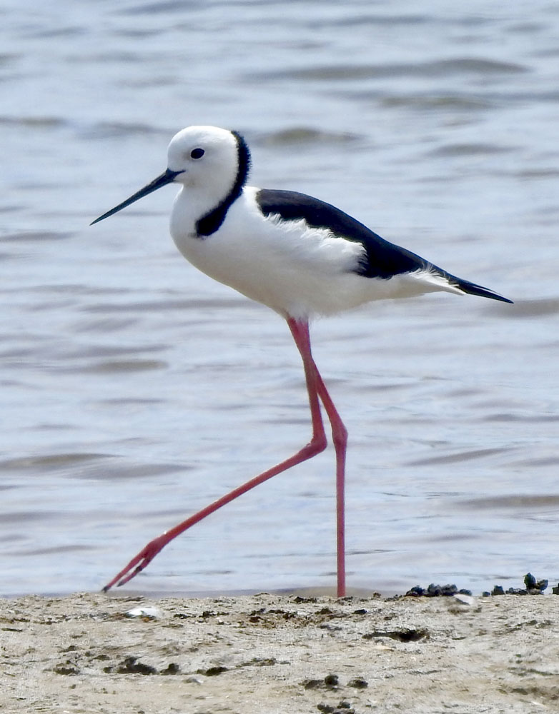 A slender black-and-white shorebird with very long legs walks along a shoreline.