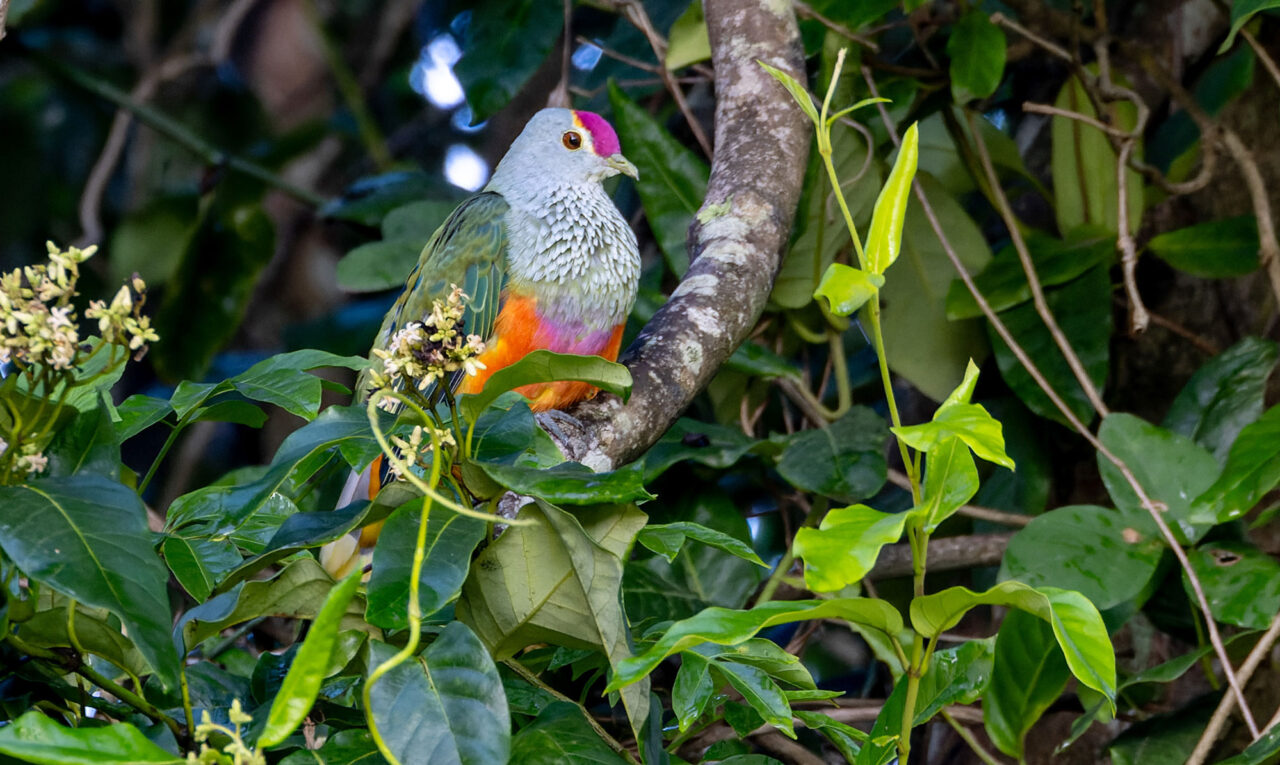 a colorful green, gray, and orange dove sits in leafy foliage.