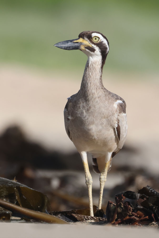 A tall brown shorebird with a short, heavy bill walks toward the camera.