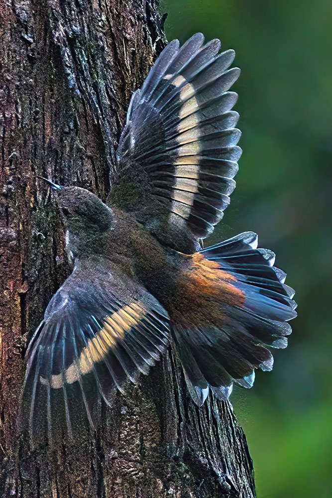 a brown bird clings to a tree trunk and spreads its wings and tail, showing a bright stripe on the wings.