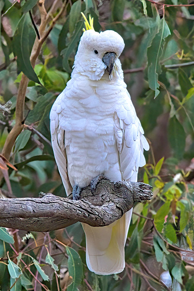 A large white parrot sits on a large branch.