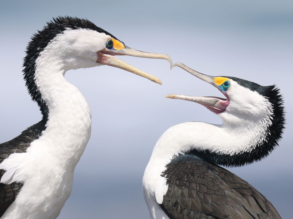 two black-and-white cormorants face each other with their beaks open.