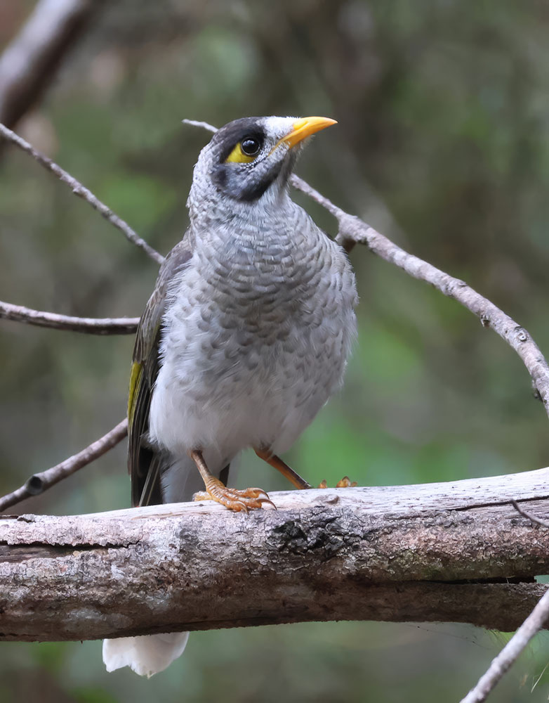 A gray bird with a sharp yellow beak stands on a branch.
