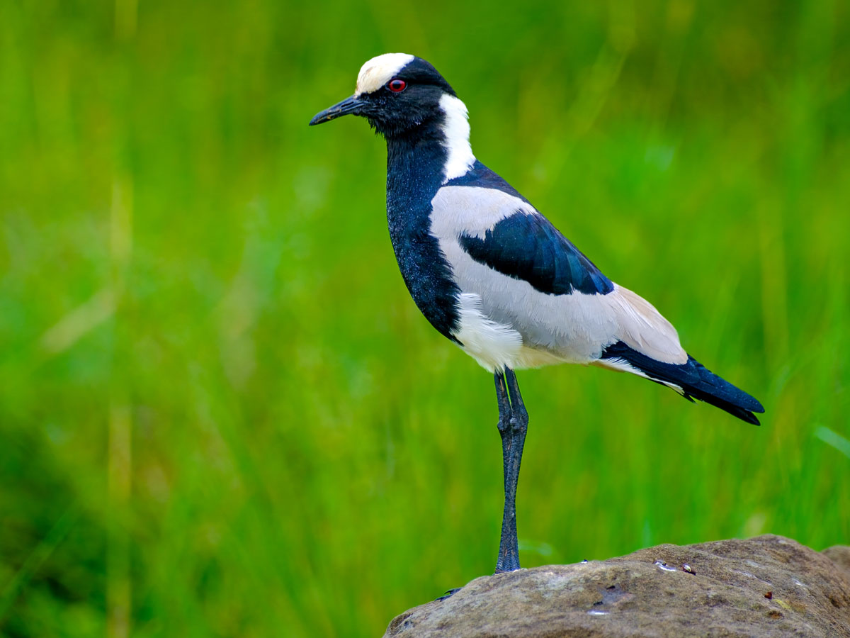 Black-white and grey bird with long black legs.