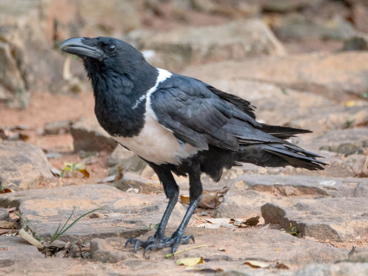 Black and white bird.