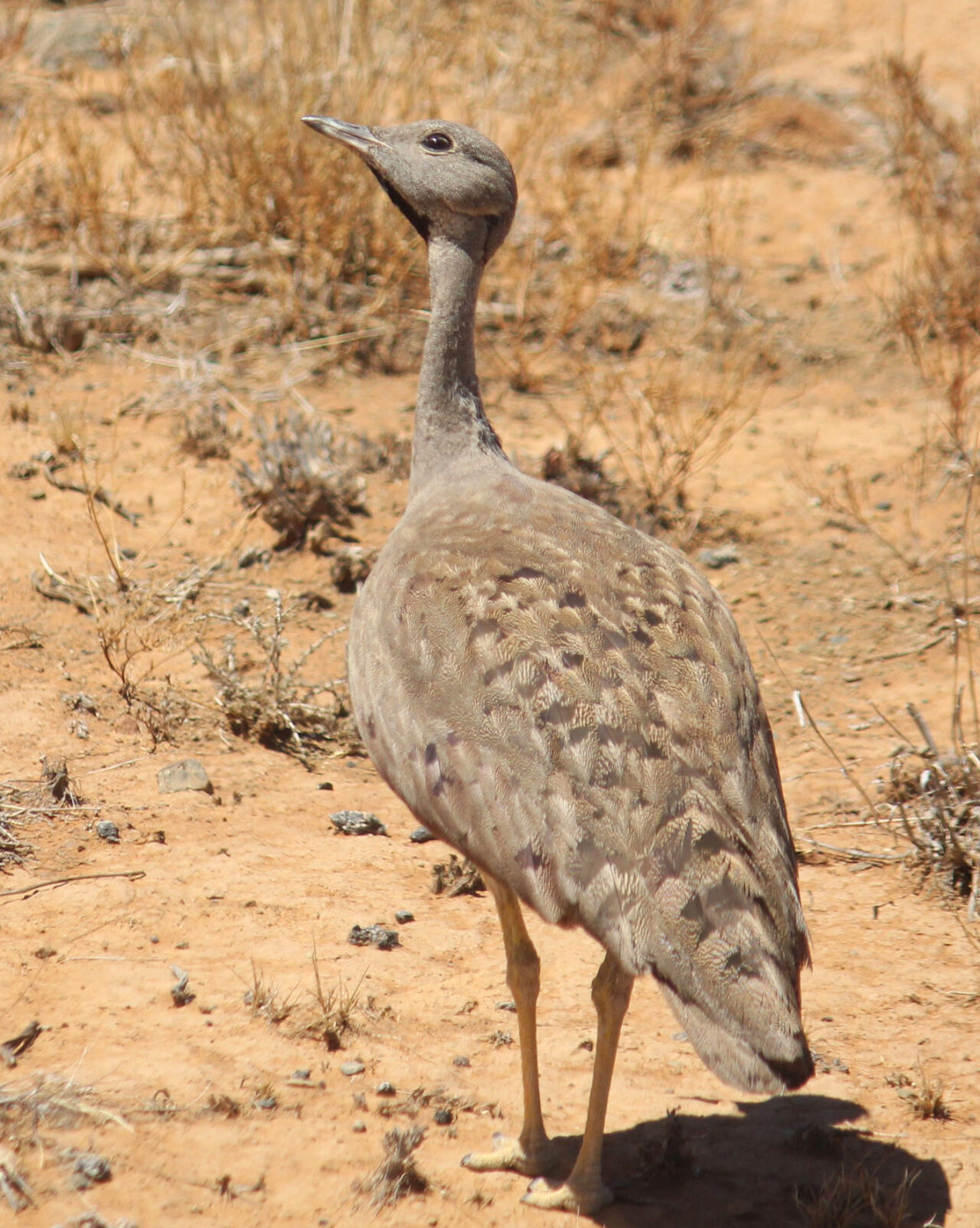 buff colored bird with long neck stands in a sandy desert.