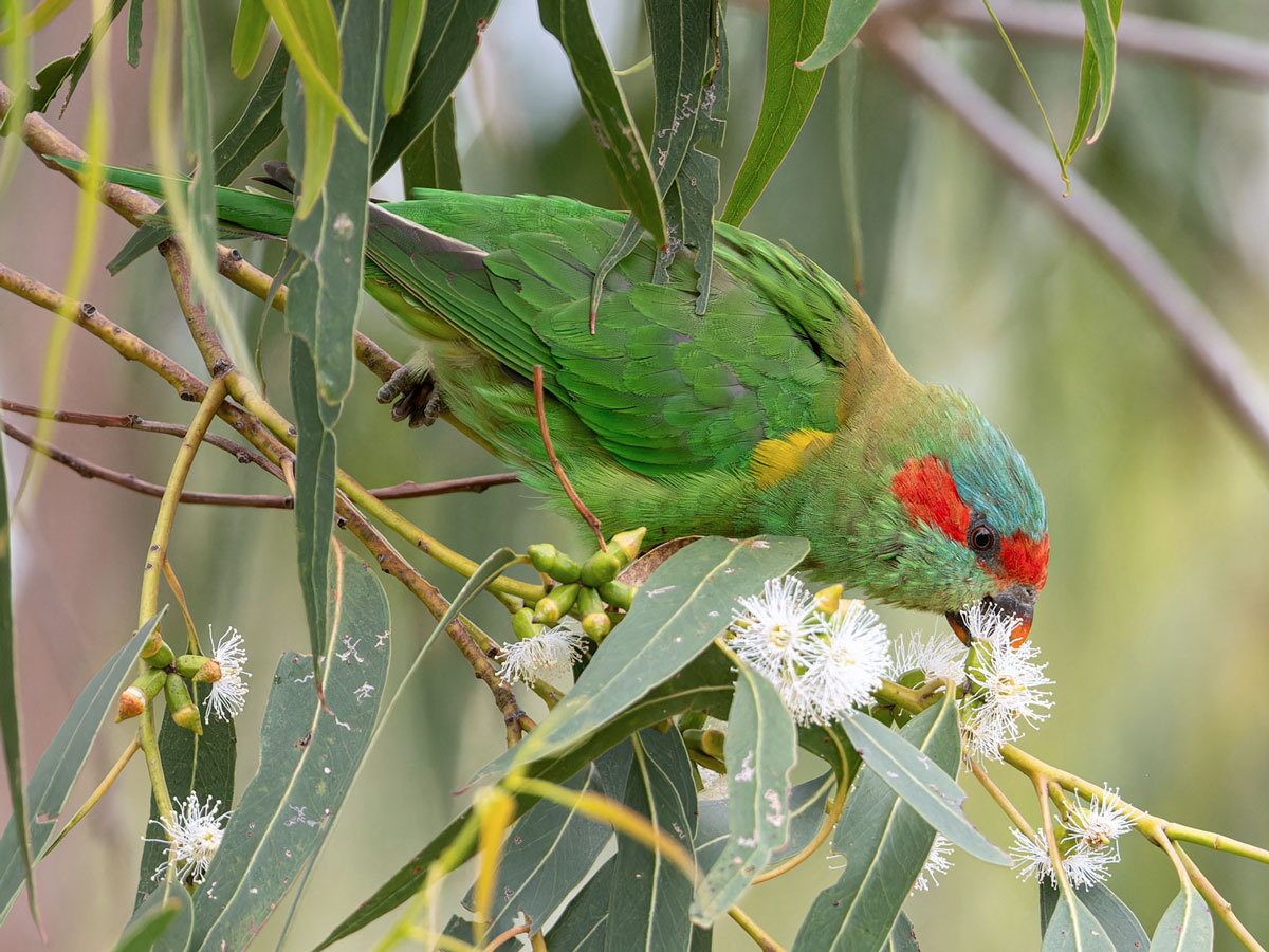 A small parrot with red on its head picks at white flowers in a eucalypus tree.