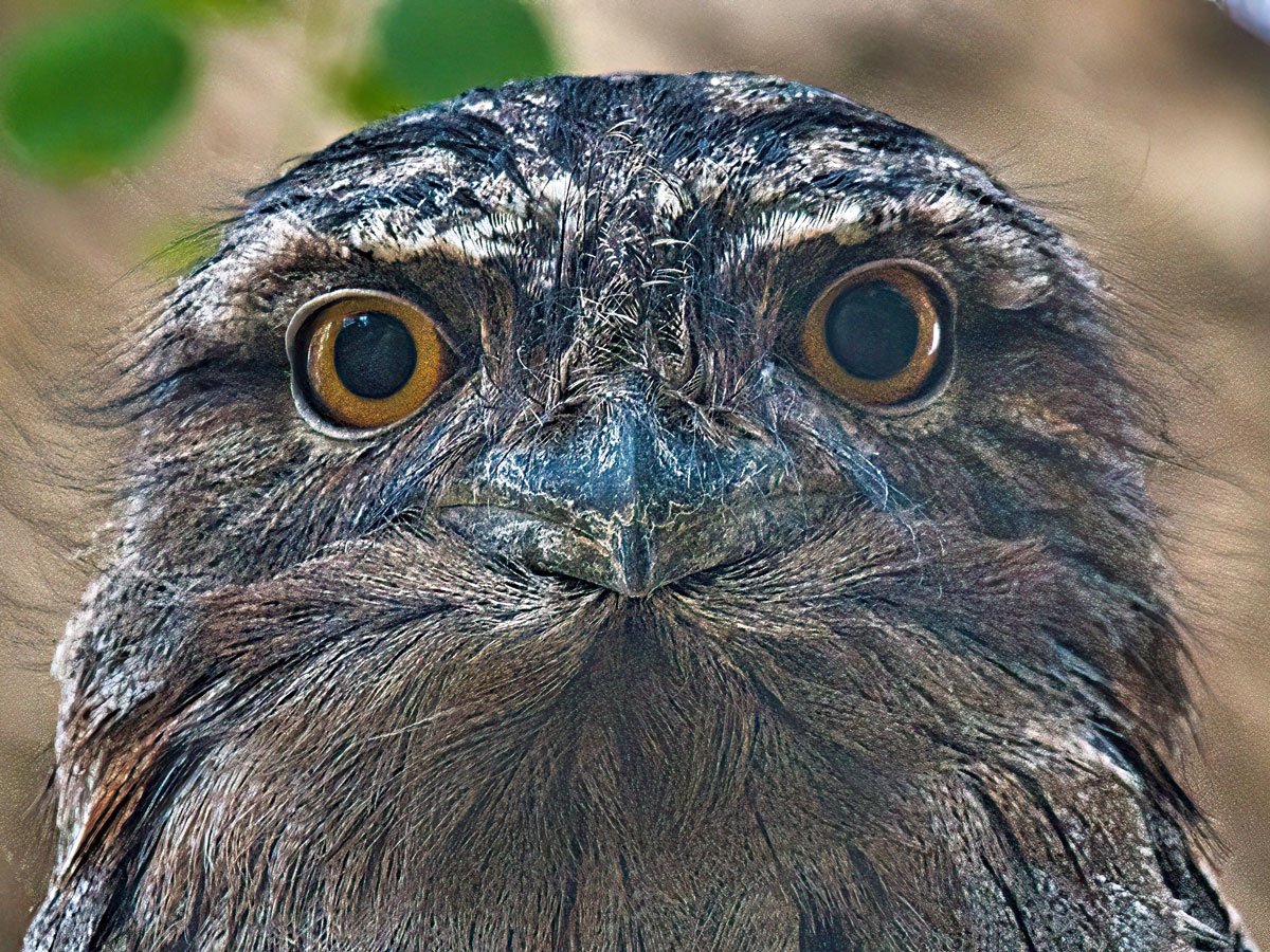 Closeup of the head of an owl-like bird with big yellow eyes and a broad bill