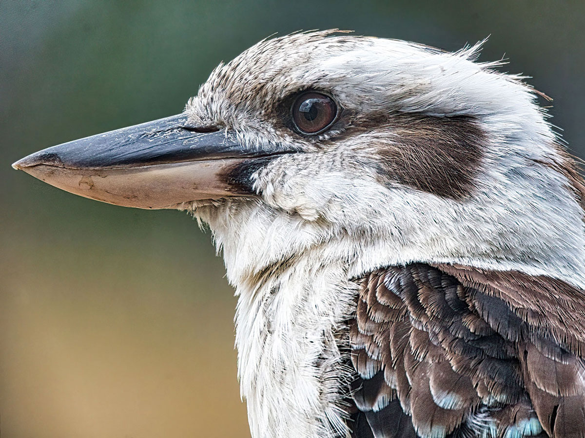 Closeup of a kookaburra, a kind of kingfisher with a very large, wide bill.