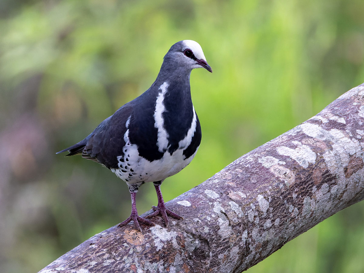 A dark-gray and white pigeon stands on a thick branch.