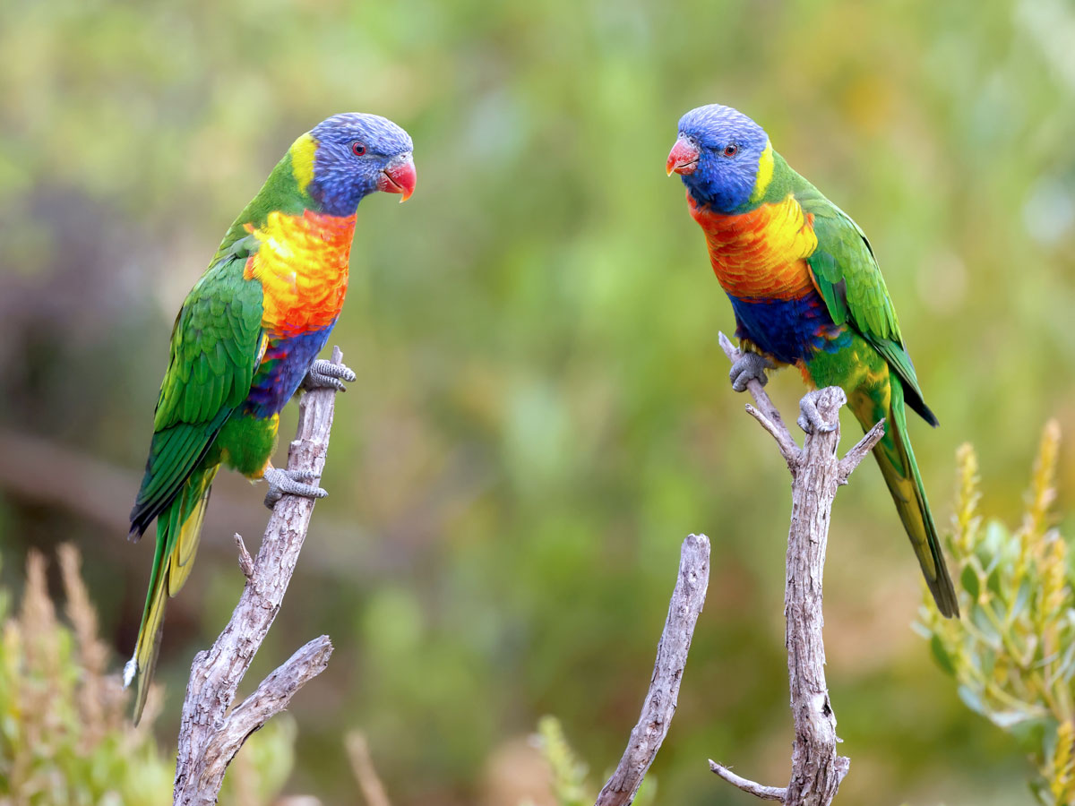 Two blue, green, yellow, and orange parrots face each other in a tree.