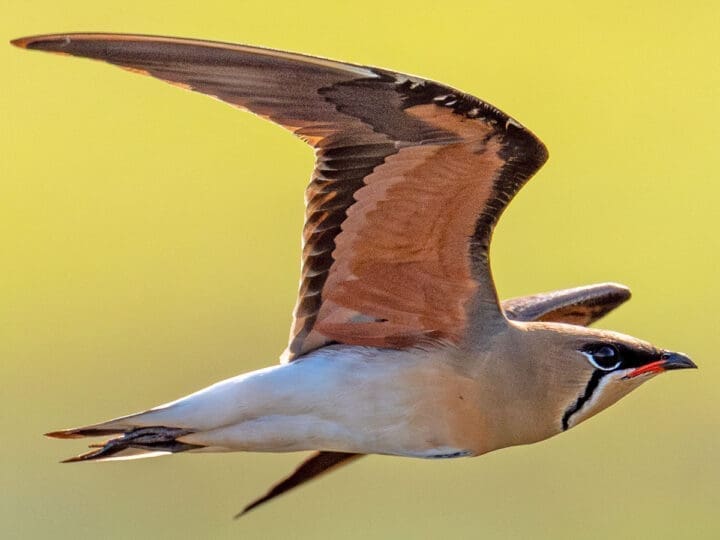 Oriental Pratincole in Singapore, photographed by Yifei Zheng.