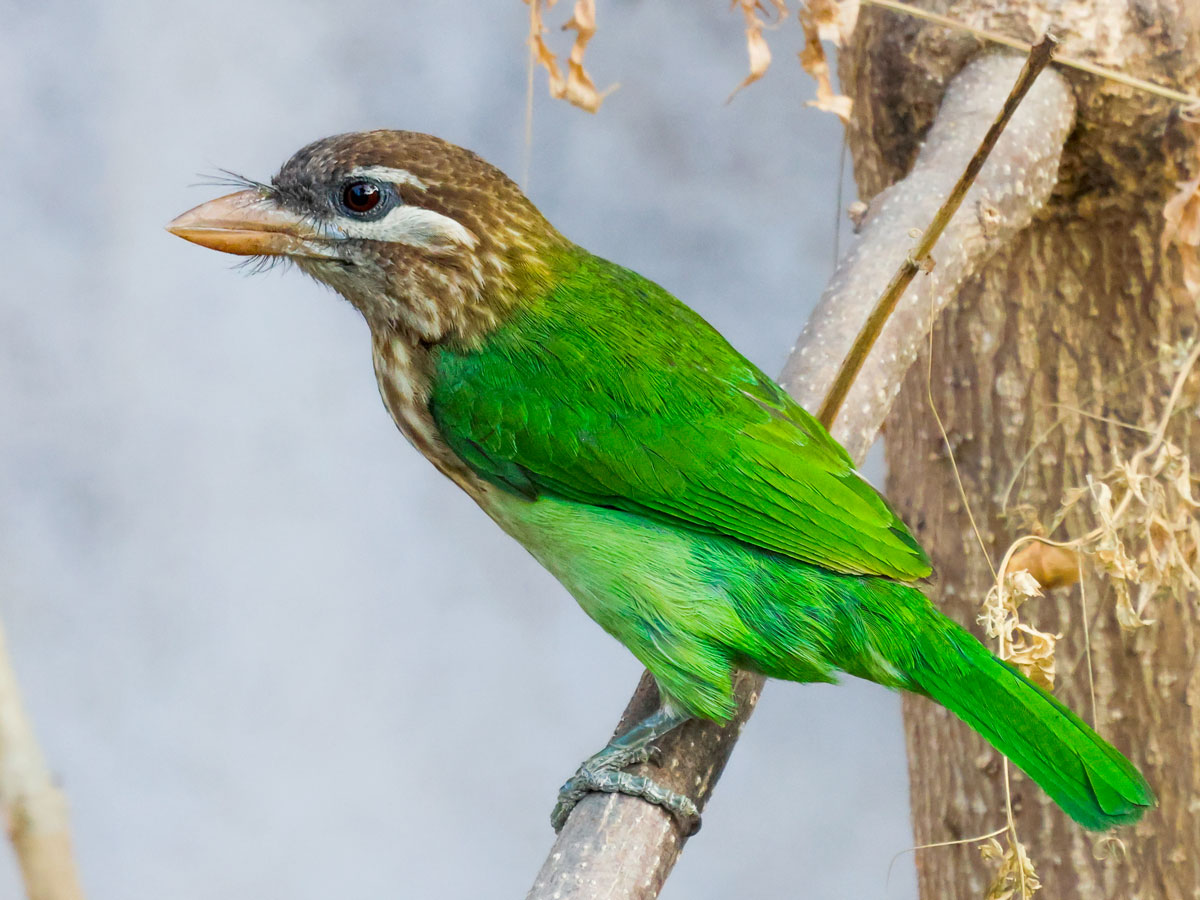 Bright green bird with a brown and white striped head and large, chunky, orange bill and black whiskers, stands on a branch.
