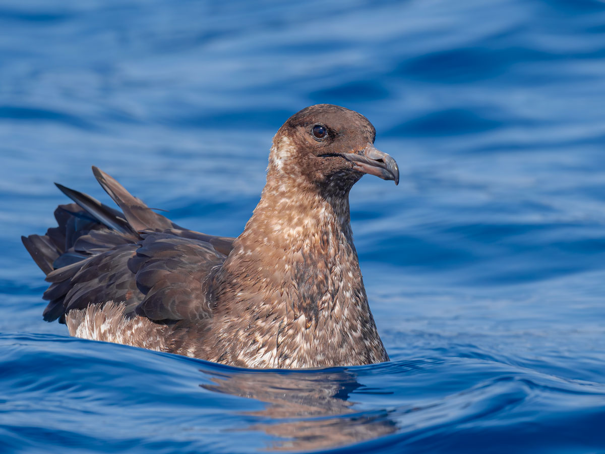 A brown seabird sits on calm blue water.
