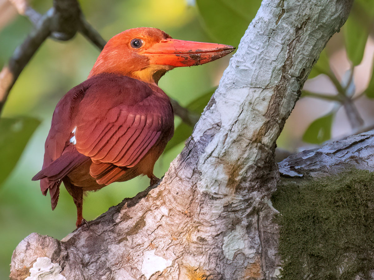 red-orange-brownish bright bird with a large red bill, perches in a tree.