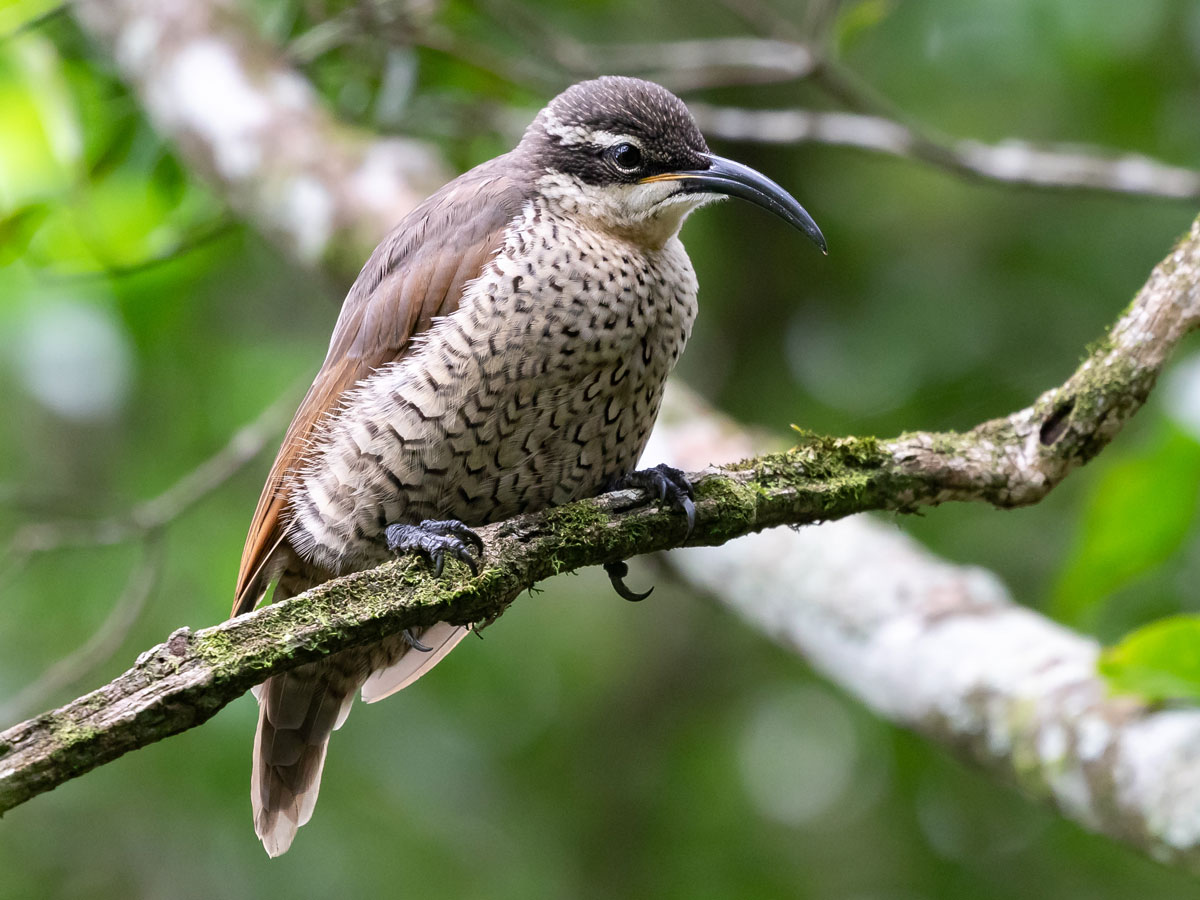 A bulky brown bird with a long, curved bill perches on a thick vine.