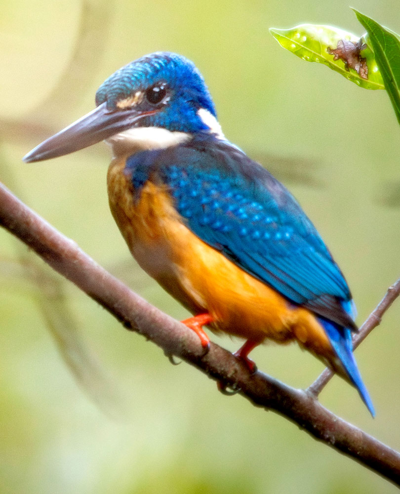 Blue and orange bird with a big bill perches on a branch.