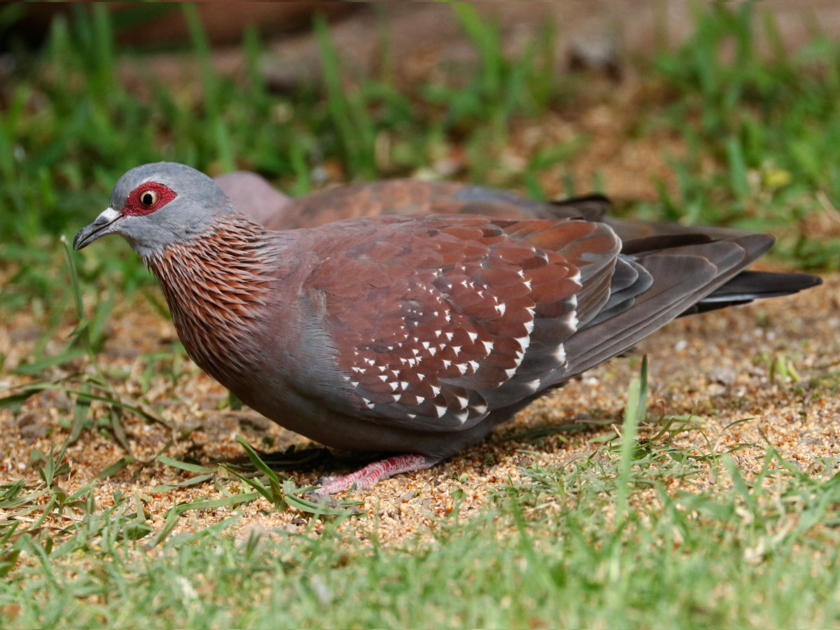 Gray and brown pigeon with red eye patches and white spots.