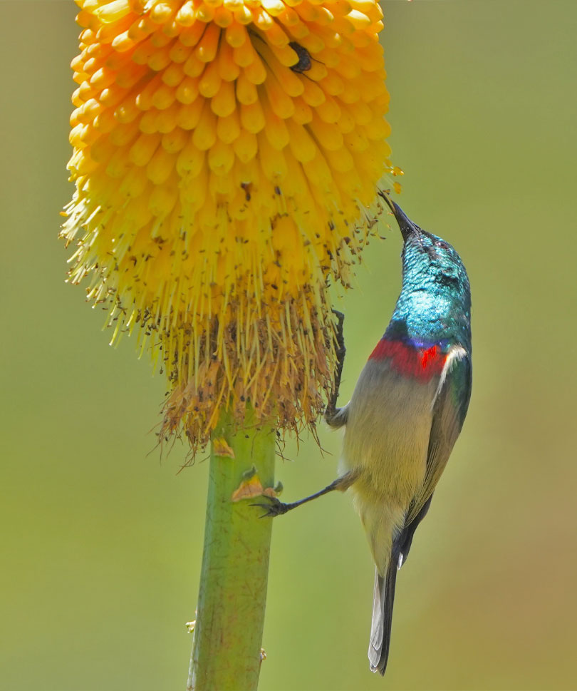 A bright white and turquoise bird with a pink chest patch, gets
 nectar from a yellow petaled flower. 