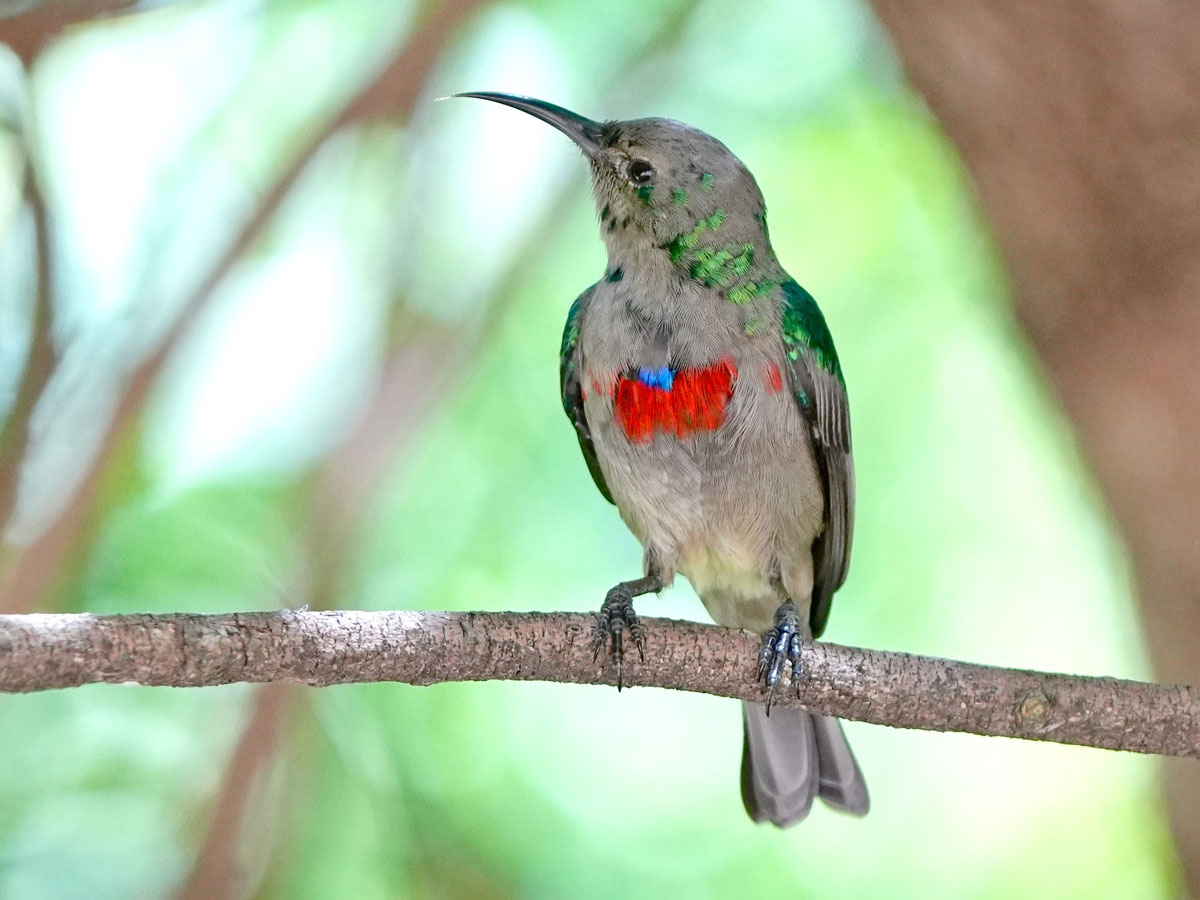 A bright white and turquoise bird with a pink chest patch, stands on a branch.