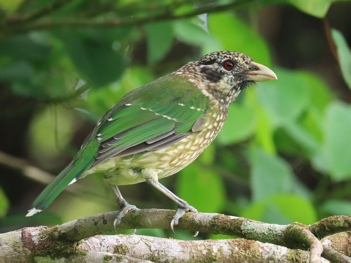 A small, heavy-bodied green songbird with a thick yellow bill.