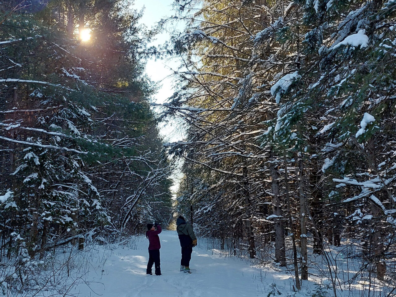 Two people birdwatching on a snow-covered trail through evergreen woods.