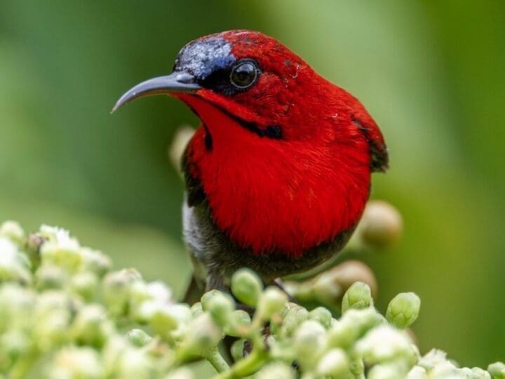 Crimson Sunbird in Singapore, photographed by Yifei Zheng.