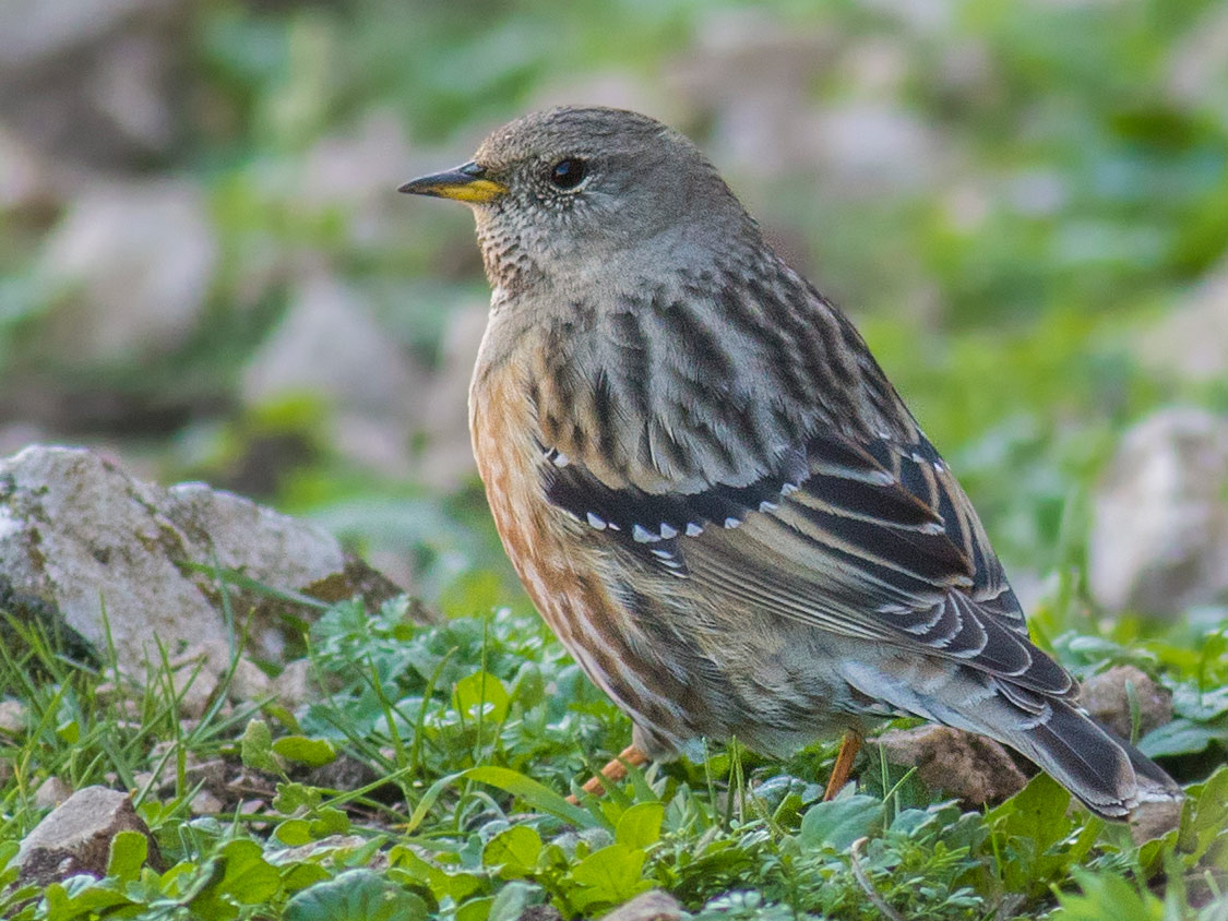 a streaky brown and gray bird with a sharp bill stands on a mossy rock