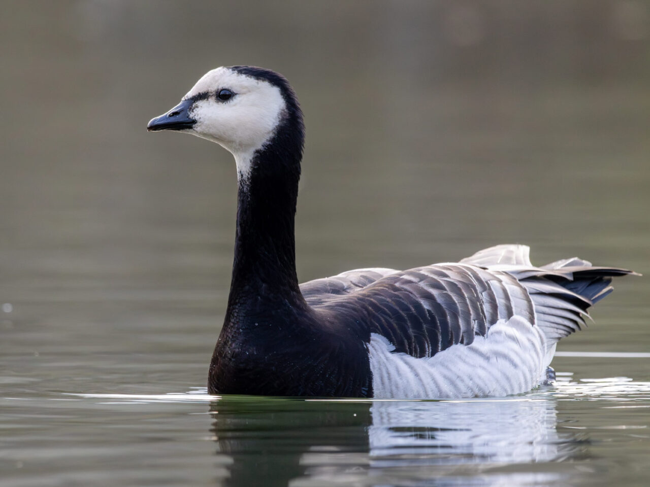 A small black-and-white goose sits on calm water.