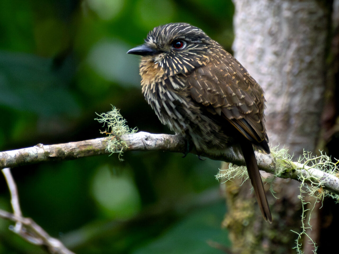 A round-bodied, streaky brown bird with a thick bill sits on a branch in a rainforest.