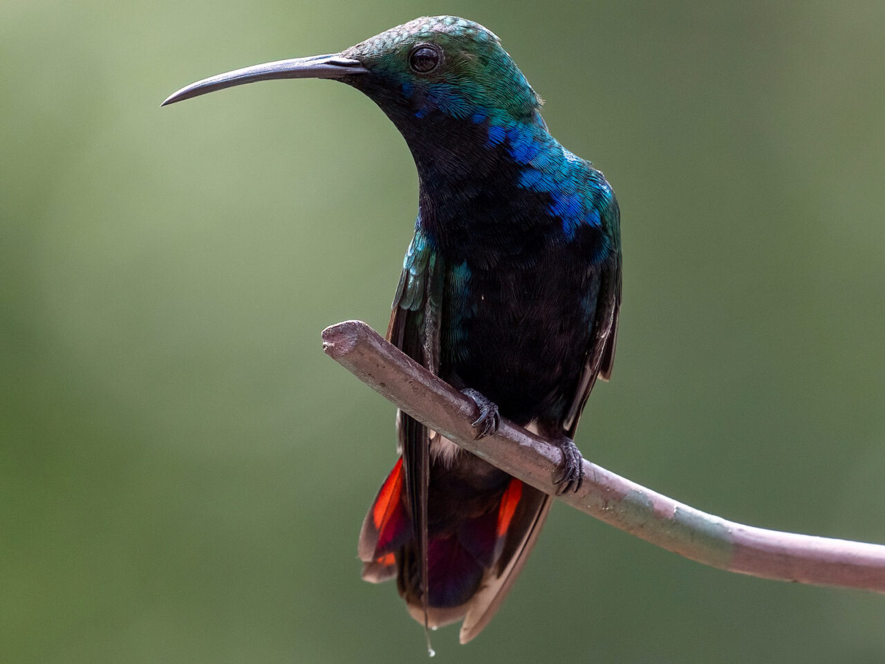 a dark blue hummingbird with a reddish tail