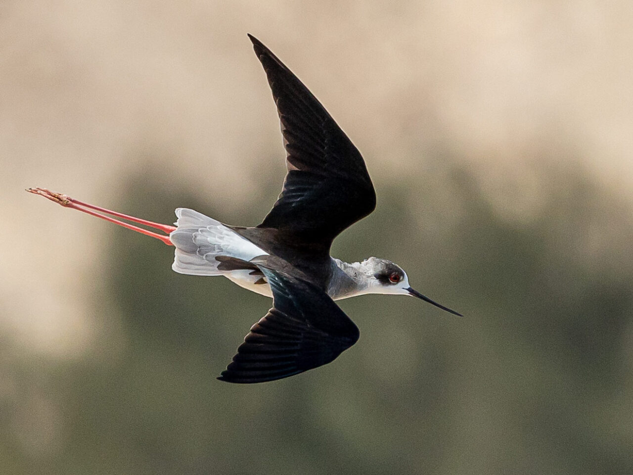 A slender shorebird with black wings and long red legs dives toward the ground.