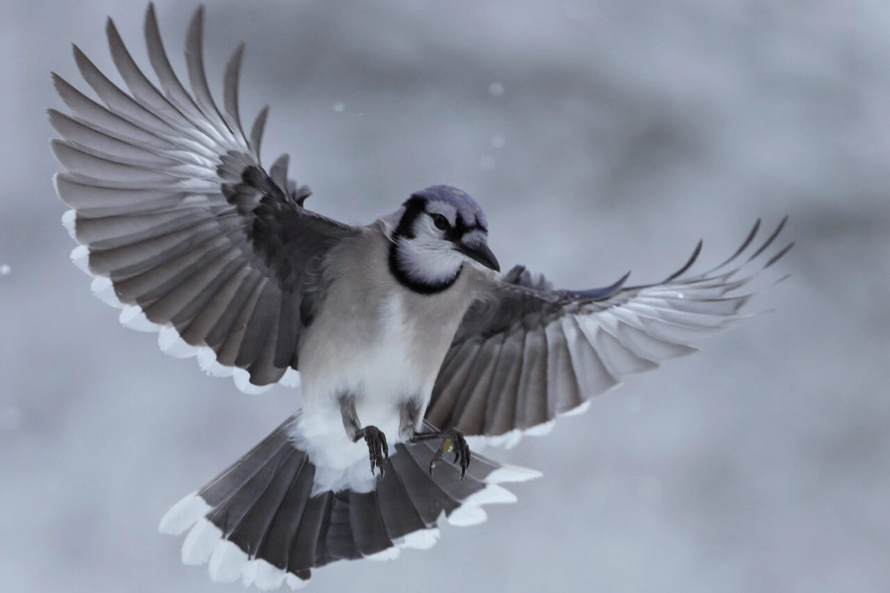 A Blue Jay frozen in flight with wings and tail spread wide.