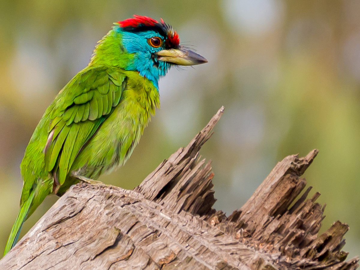 A green bird with a brilliant blue face and red crown.