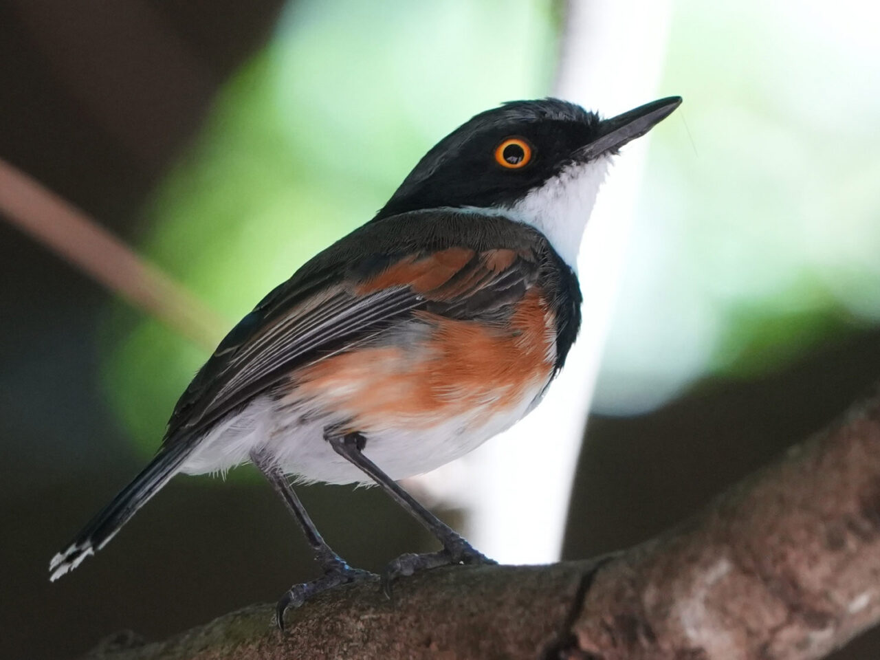 A small gray, brown and white bird with a reddish eye.