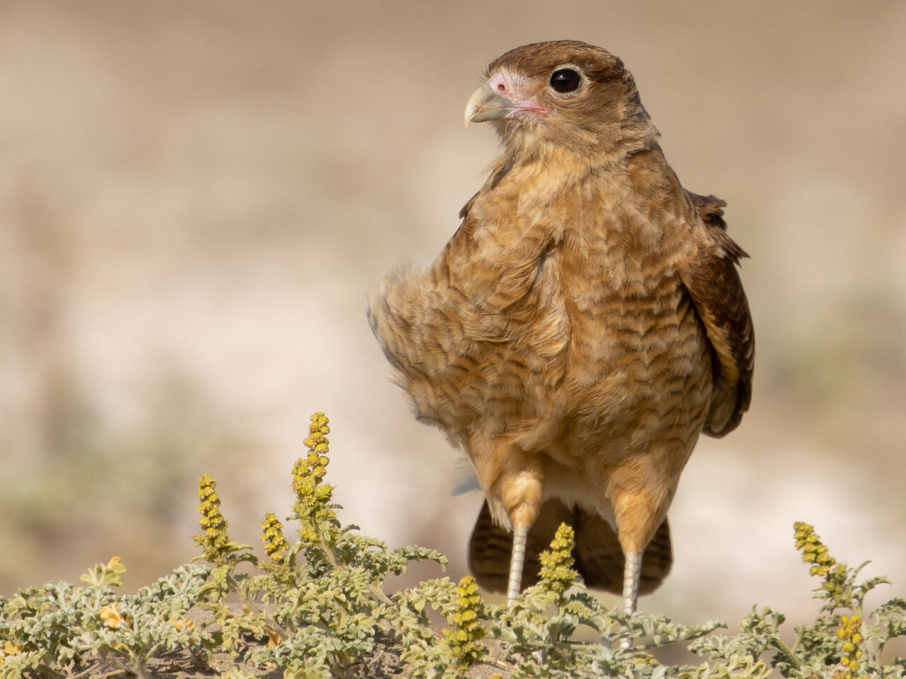 A small brown raptor stands on low vegetation.