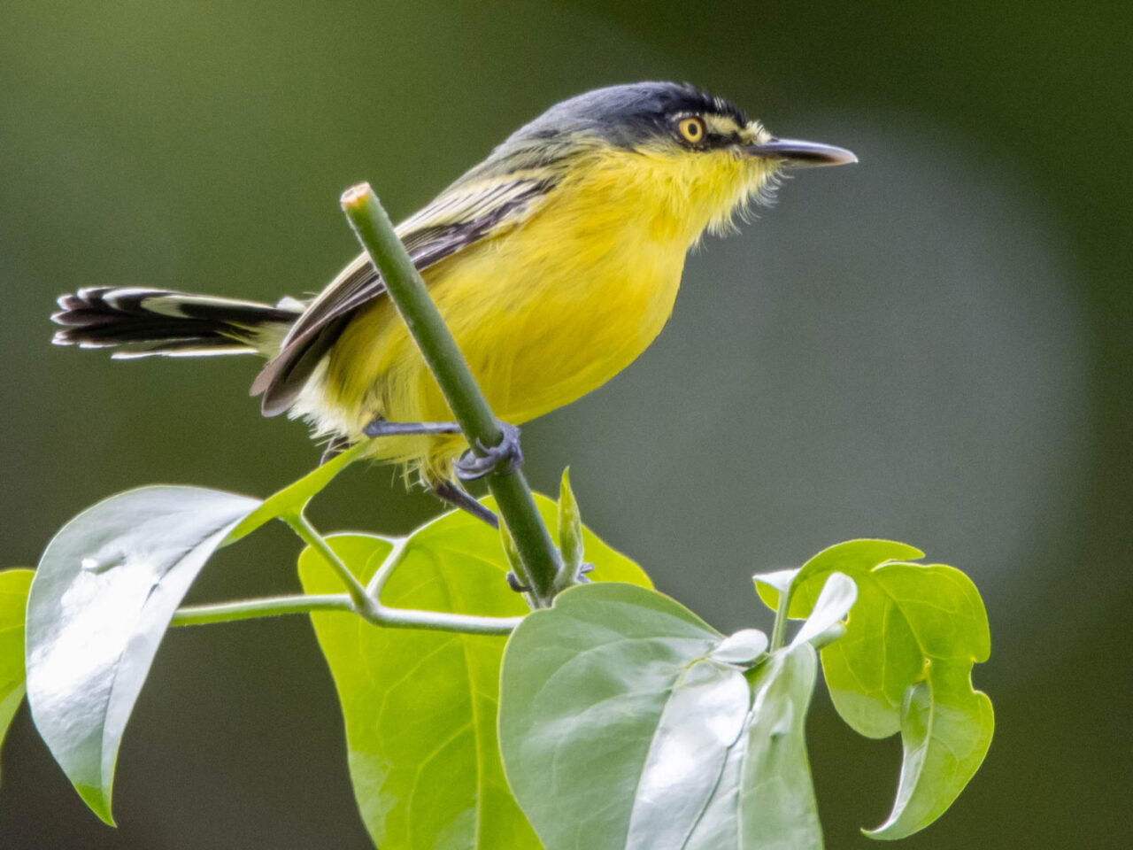 a small yellow and gray bird with a black head sits on leafy vegetation