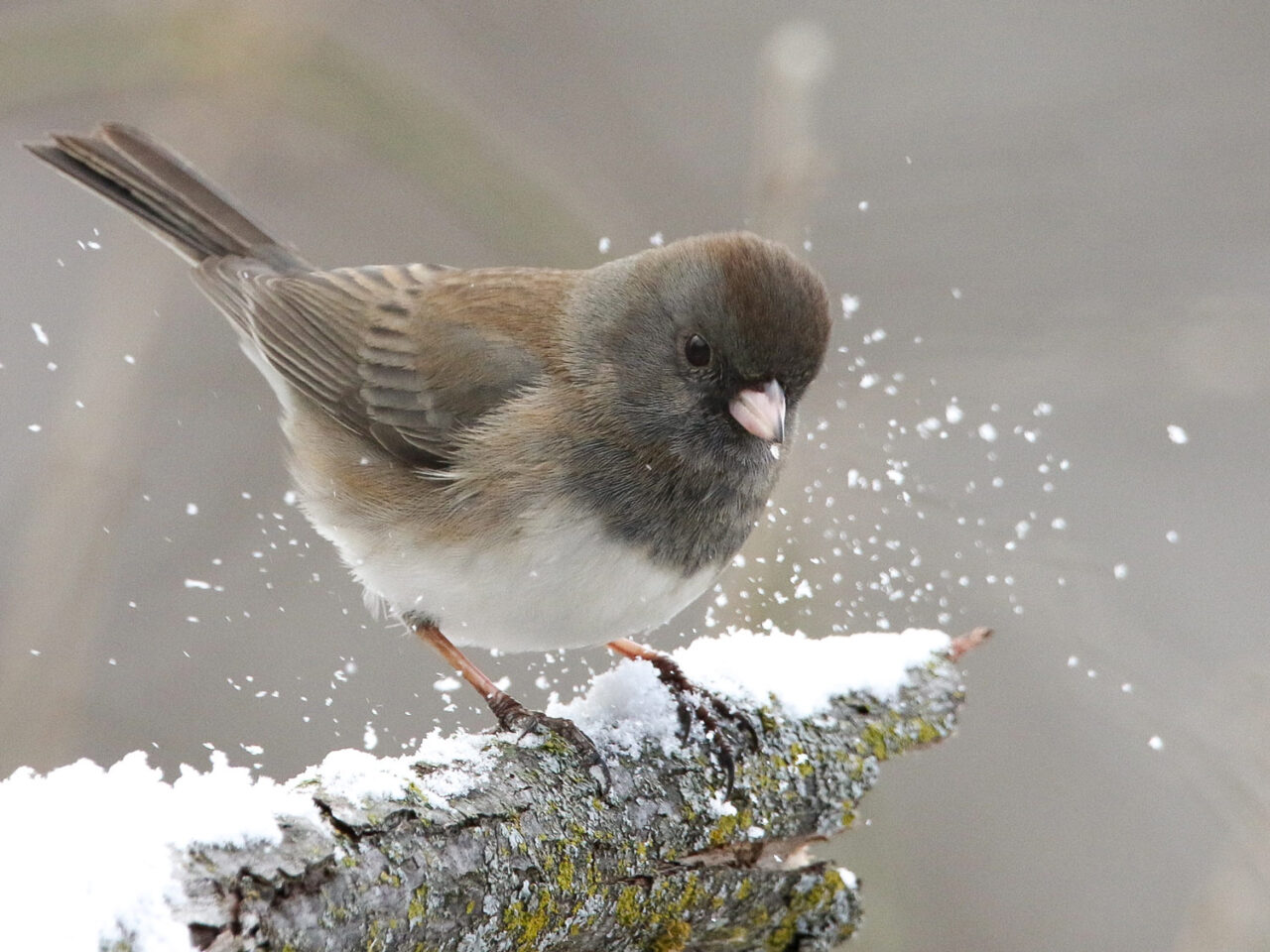 A sparrow kicks up some snow from its perch.