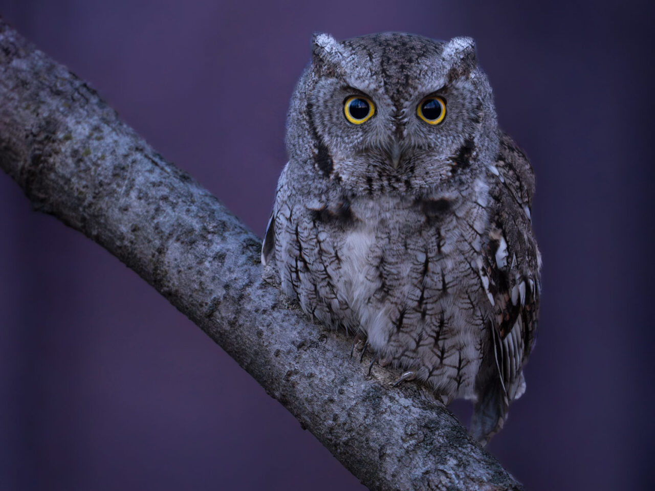 A small owl looks intently at the camera against a dim, purplish background.
