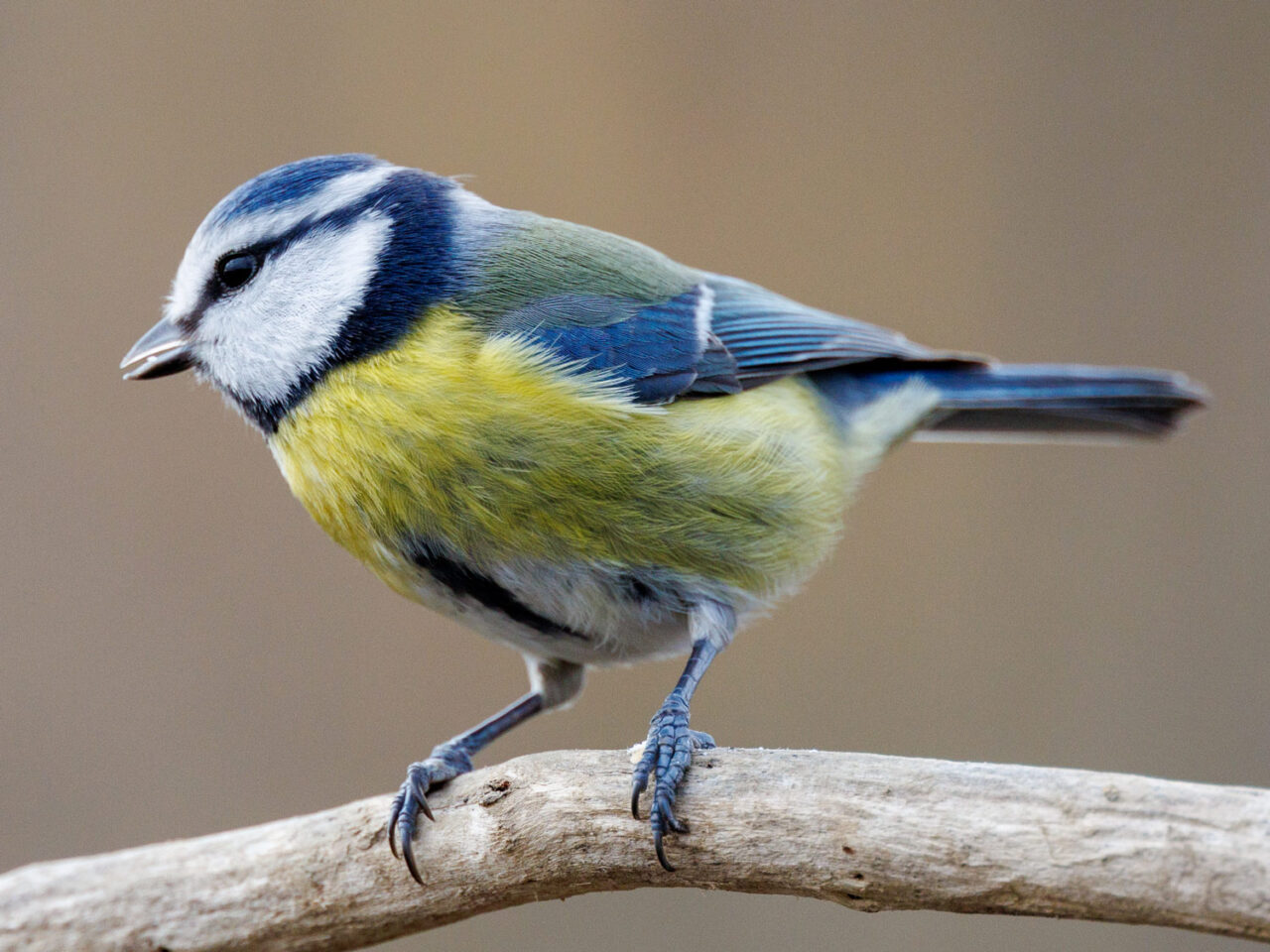 A small blue and yellow bird with a white face perches on a branch.