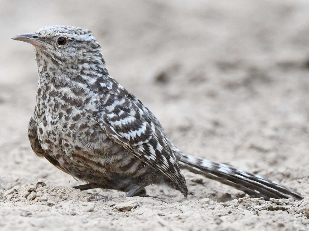 a black-and-white striped bird with a long tail sits on bare ground.