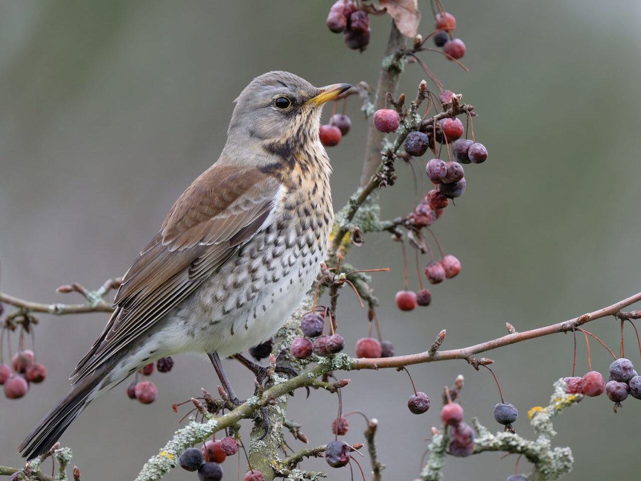 A gray and brown thrush with a spotted breast perches in a berry bush.