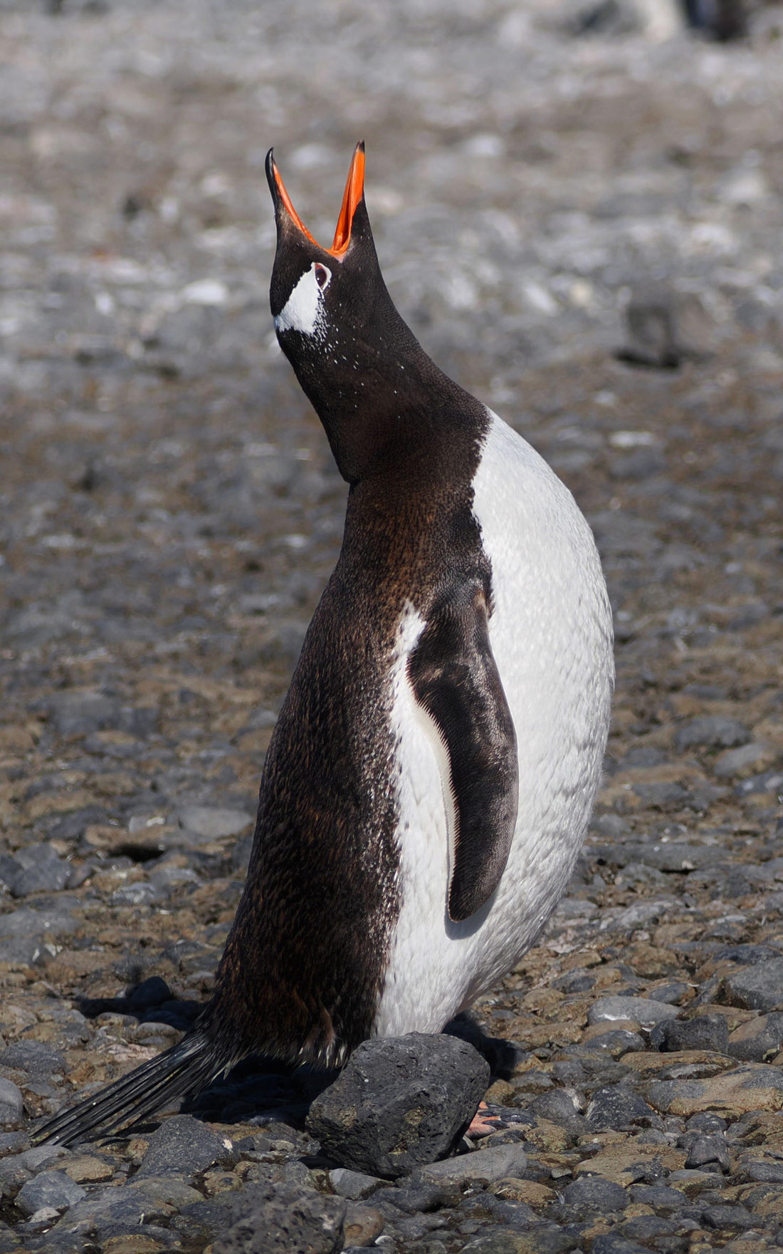 A penguin on a rocky beach throws its head back to call.